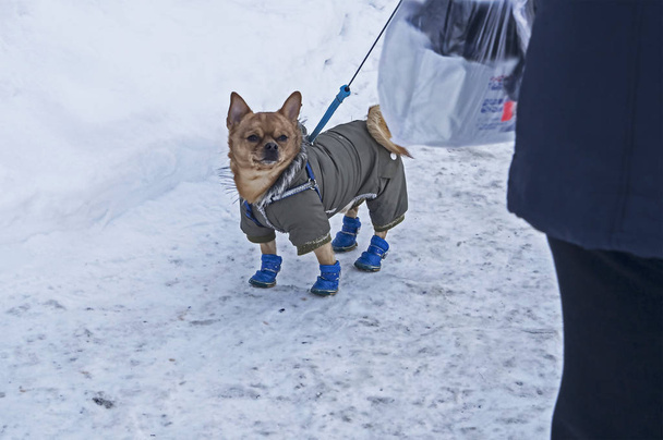 Chihuahua dog in winter clothes - Foto, Bild