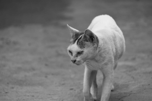 Μια ασπρόμαυρη εικόνα μιας γάτας που είναι το περπάτημα σε μια αγροτική διαδρομή, με μια στάση - Φωτογραφία, εικόνα
