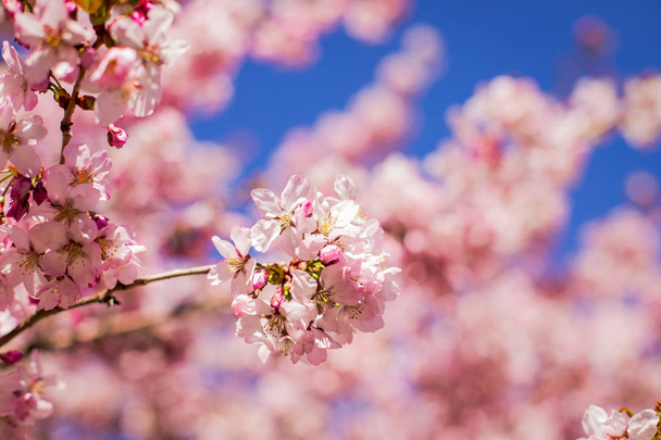 Pink blossoms on the branch with blue sky during spring blooming. Blooming cherry tree branches against a cloudy blue sky.beautiful pastel spring pink background.cherry blossom.Nature and Spring time - Fotoğraf, Görsel