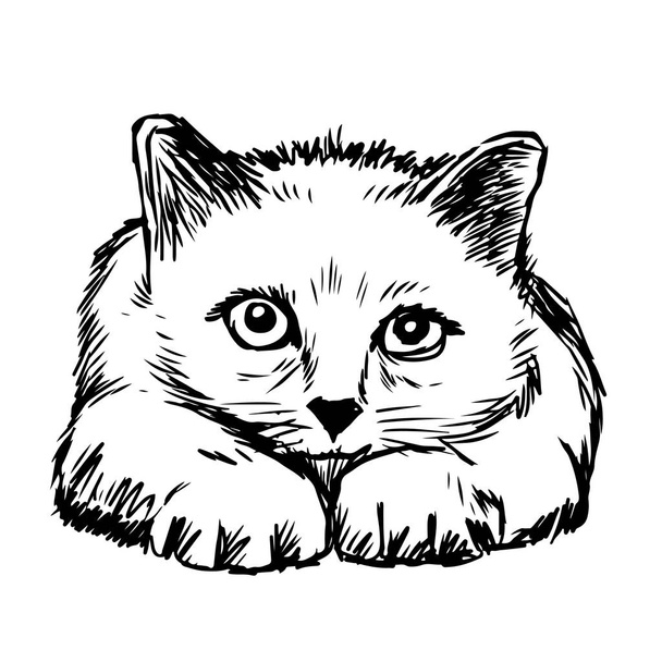 Маленькая кошка, нарисованная на белом фоне - Вектор,изображение