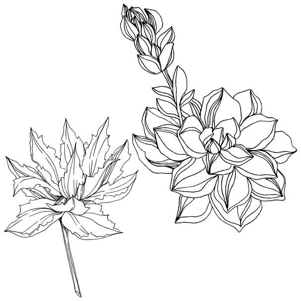 Διάνυσμα ζούγκλα βοτανικό χυμώδεις λουλούδι. Μαύρο και άσπρο χαραγμένο μελάνι τέχνης. Απομονωμένη παχύφυτα εικονογράφηση στοιχείο. - Διάνυσμα, εικόνα