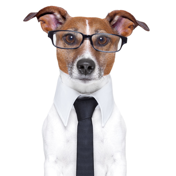 business dog - Fotó, kép