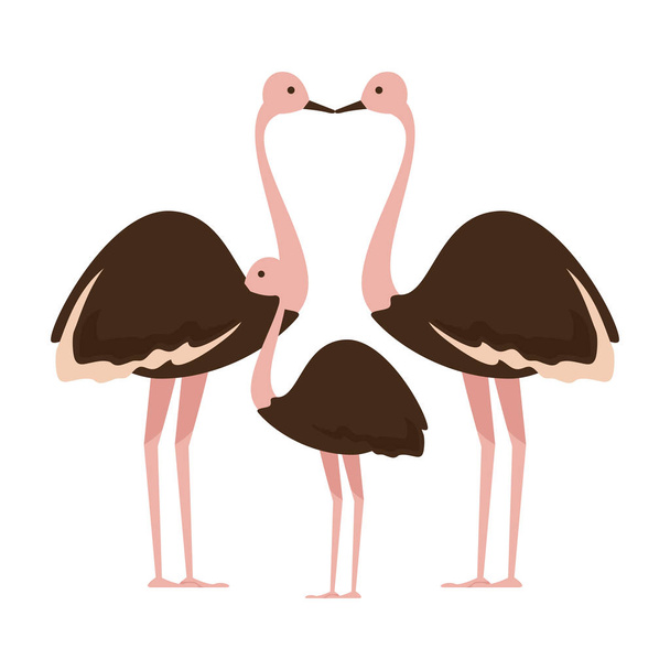 aves silvestres de la familia avestruz
 - Vector, imagen