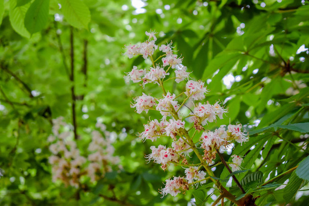 Kaštanové květiny na jaře zabarven své zelené listy - Fotografie, Obrázek