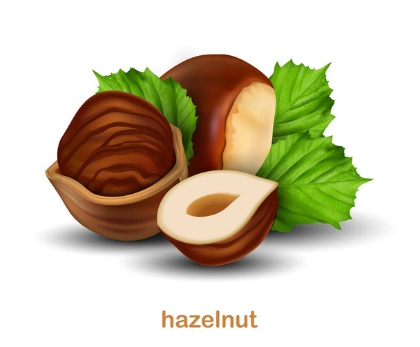 Hazelnuts. Whole walnut, half walnut and walnut in half shell with green leaves on a white background.  3D vector. High detailed realistic illustration - Vector, Imagen