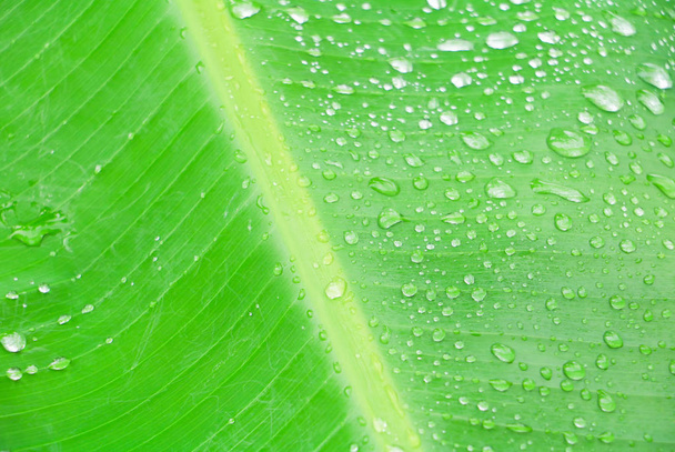 goutte d'eau sur la texture des feuilles de banane dans la nature pour l'arrière-plan sélectionner la mise au point avec une faible profondeur de champ avec espace de copie ajouter du texte
 - Photo, image