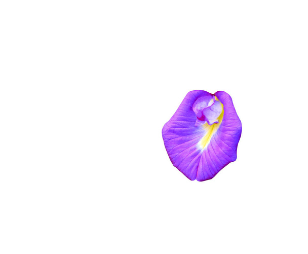 Butterfly pea květina nebo Blue pea izolovaných na bílém pozadí a Ořezová cesta (Clitoria ternatea L ) - Fotografie, Obrázek