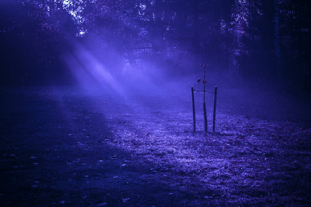Autunno notte luna raggi di luce penetrante attraverso gli alberi e nebbia al giovane piccolo albero
 - Foto, immagini