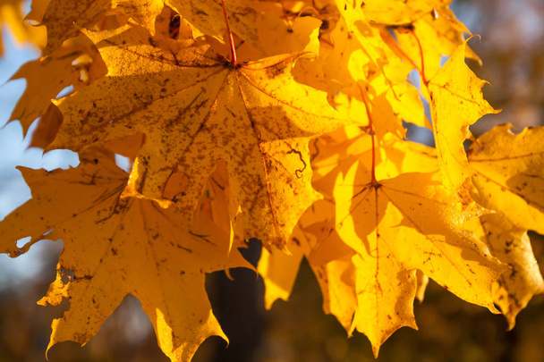 Осінь в парку: золоте листя кленового дерева на сонячному світлі
 - Фото, зображення