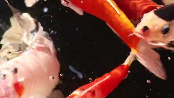 Vielfalt bunte Zierkoi-Karpfenfische, Cyprinus carpio, schwimmen in Staubpartikeln schwimmendem Wasser. Fische kommen zum Atmen an die Wasseroberfläche. - Filmmaterial, Video