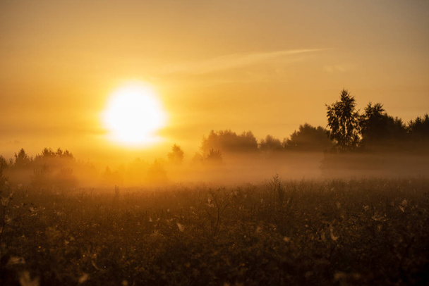 puslu yaz çayır sis ve ıslak otların arasında parlayan güneş ile renkli gündoğumu günbatımı - Fotoğraf, Görsel