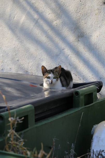 Některé nemocné kočky andaluských - Fotografie, Obrázek