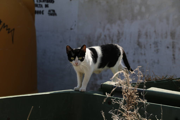 Some ill Andalusian Cats - Photo, Image