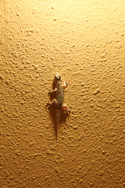 Andalusische Gecko, Tarentola Mauritanica - Foto, afbeelding