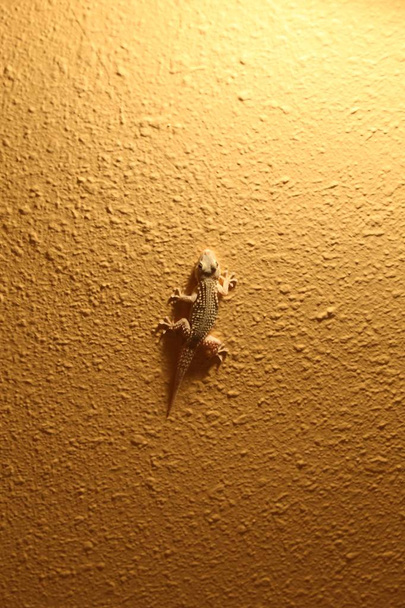 Endülüs Gecko, Tarentola Mauritanica - Fotoğraf, Görsel
