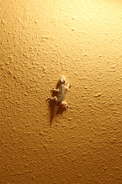 andalusischer gecko, tarentola mauritanica - Foto, Bild