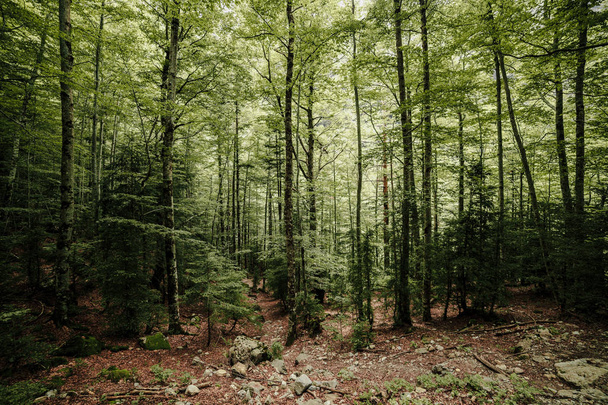 Menetetty metsä pohjoisessa Espanjan paljon mäntyjä sammalta sen rungot
 - Valokuva, kuva