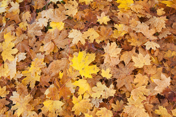 Textura de coloridas hojas de arce de otoño amarillo y rojo sobre hierba
 - Foto, Imagen
