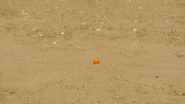 Leisure game petanque, Bocce Ball, slow motion - Footage, Video