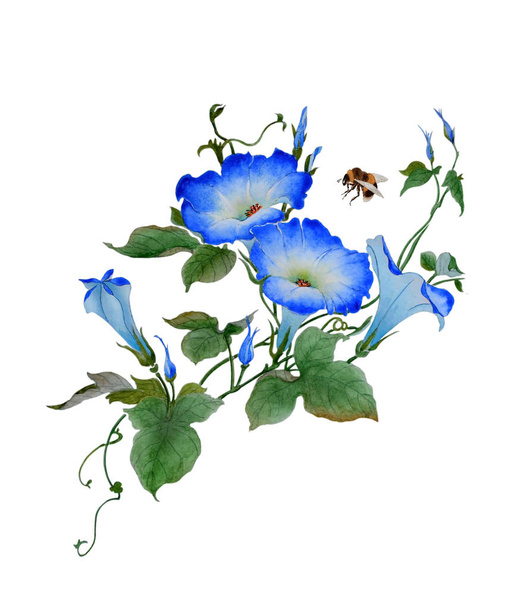Aquarel met een bloeiende tak ipomoea. Prachtige blauwe bloemen van morning glory, hommel zijn vliegen in de buurt van. Illustratie uitgevoerd in traditionele chinese stijl, geïsoleerd op witte achtergrond. - Foto, afbeelding