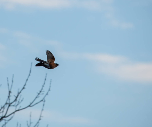 Americký Robin létající througyh na obloze nad Eatontown, New Jersey - Fotografie, Obrázek