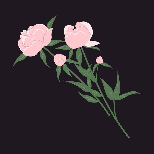 黒地にピンクの牡丹。春の花と葉。ベクトル図. - ベクター画像