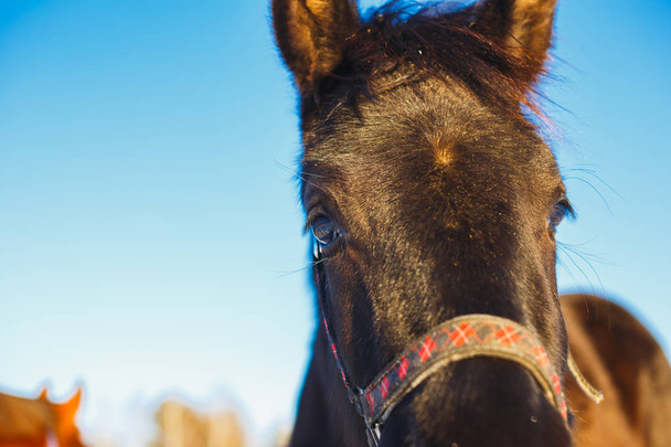 Muzzle of the black Arabian foal close-up against the blue sky. Horse's big expressive eyes - Foto, Bild