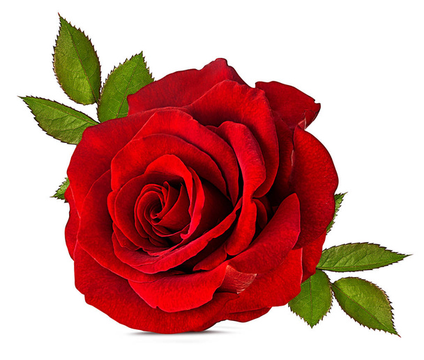 rosa aislada sobre fondo blanco - Foto, Imagen
