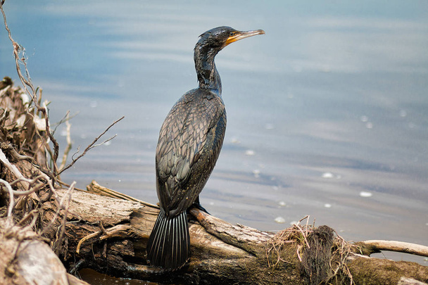 Young black Cormorant sitting on a sunken tree on the background of water - Photo, Image