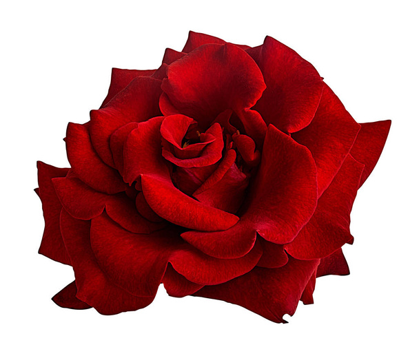 rózsa elszigetelt fehér háttér - Fotó, kép