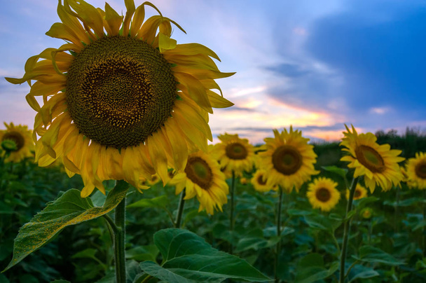 Sunflower field. Sunflower closeup - Photo, Image