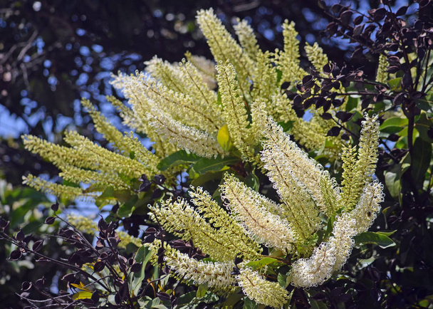 白、クリーム色と黄色の花とアイボリー カール ツリー、Buckinghamia celsissima、ヤマモガシ科の黒い種子のさや。濡れている北東部クイーンズランド州の熱帯雨林に自生. - 写真・画像