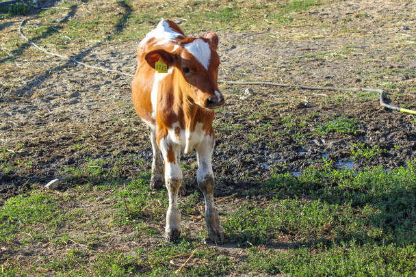 Giovane mucca in piedi nel pascolo in un giorno di sole
. - Foto, immagini