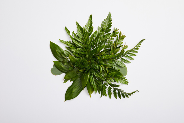 composition of fresh green fern leaves isolated on grey background - Foto, Imagen
