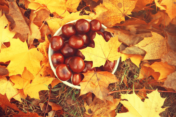 秋にはカラフルな木の葉に馬栗の木 - 写真・画像