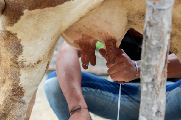 農夫の労働者手牛酪農場で牛の搾乳 - 写真・画像