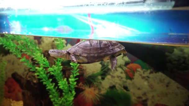 Phrynops geoffroanus tartaruga enfia a cabeça para fora da água no aquário
. - Filmagem, Vídeo