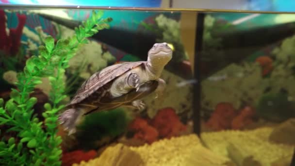Sevimli küçük kaplumbağa akvaryum içinde yüzüyor. - Video, Çekim