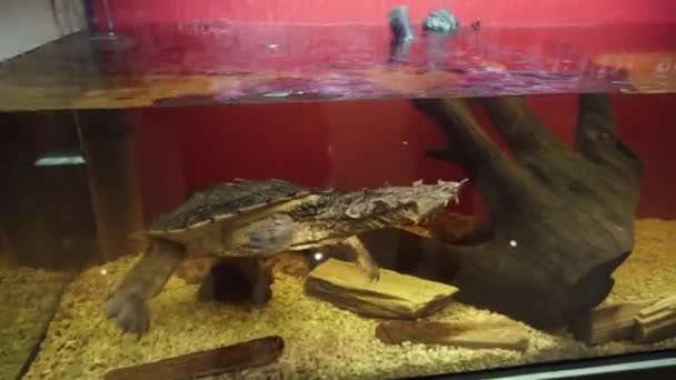 Mata mata Turtle, Chelus fimbriata swims in the aquarium. - Footage, Video