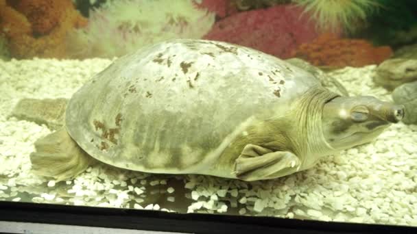Tartaruga dormindo com nariz de porco no aquário
. - Filmagem, Vídeo