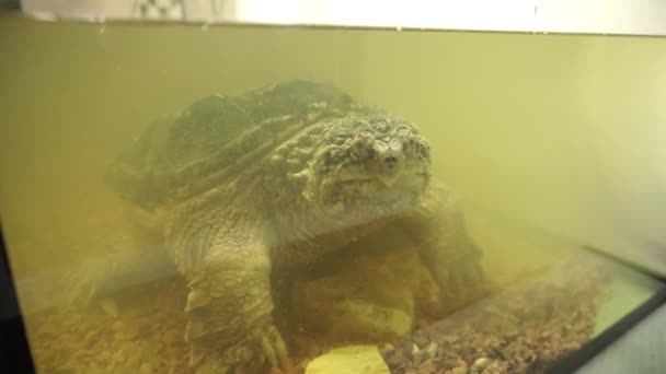 Common Snapping Turtle mira en la lente. Primer plano, 4k
. - Metraje, vídeo