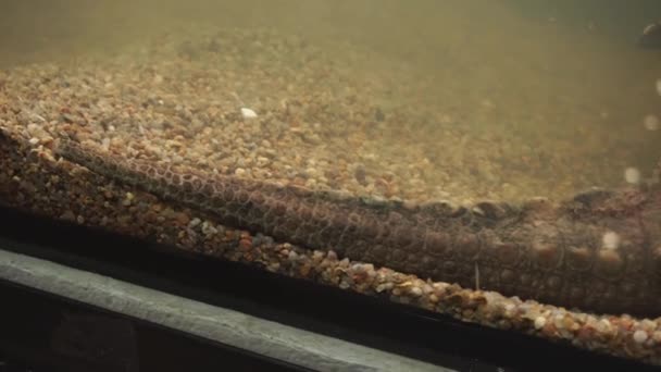 尻尾と大きなワニガメの足。爬虫類の体の部分. - 映像、動画