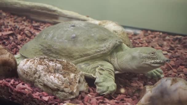 Bir Çin softshell kaplumbağa trionyx istirahat portre, - Video, Çekim