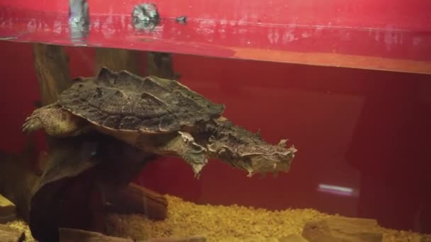 Awesome mata mata turtle or chelus fimbriata swims underwater. - Footage, Video