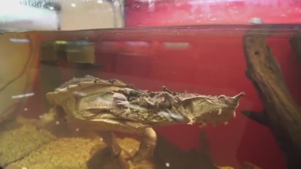 Mata mata żółwia, fimbriata Chelus pływanie w akwarium. Strzał zbliżenie. - Materiał filmowy, wideo