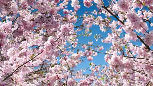 Sakura Baum und blauer Himmel Animation - Filmmaterial, Video