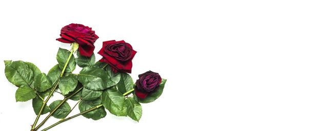 Етапи життєвого циклу червоної троянди від цвітіння до зів'янення на білому ізольованому тлі вид зверху. Три червоні троянди
. - Фото, зображення