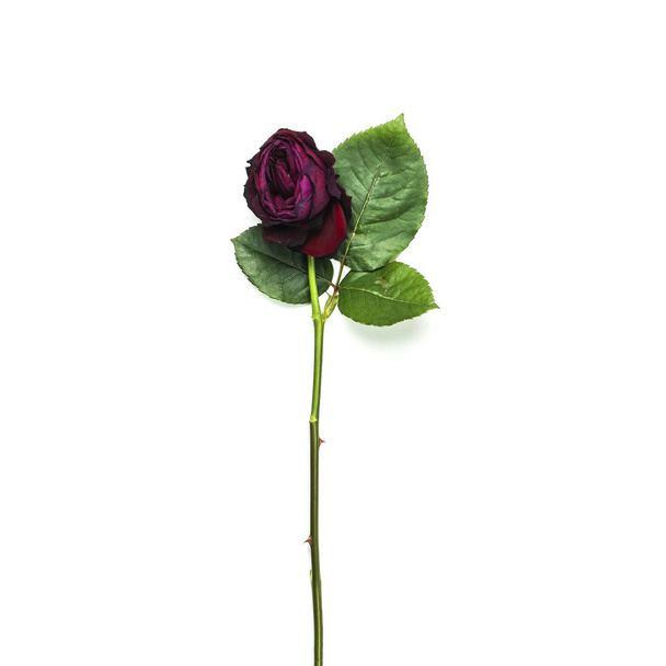 Beautiful fading red rose isolated on white background top view - Photo, Image
