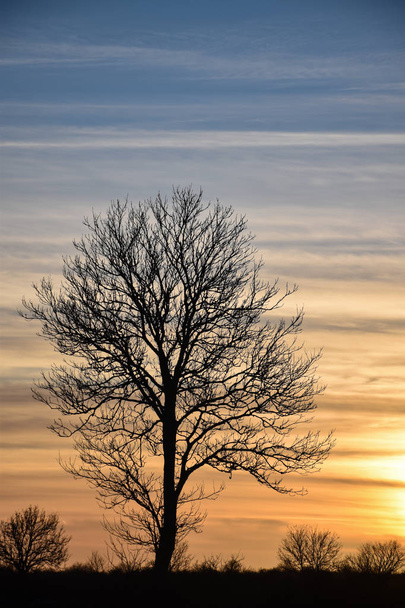 Big bare lone tree silhouette by sunset - Foto, imagen