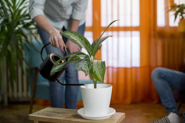young woman watering plant in modern home man reading from tablet - Foto, Imagen